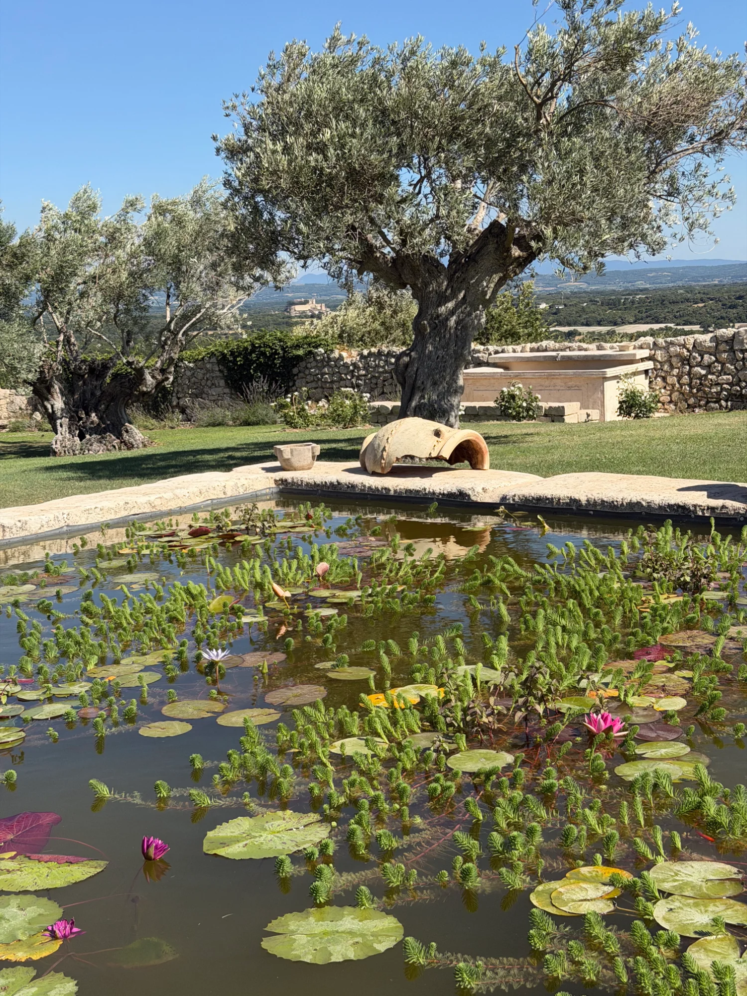The water lily pond