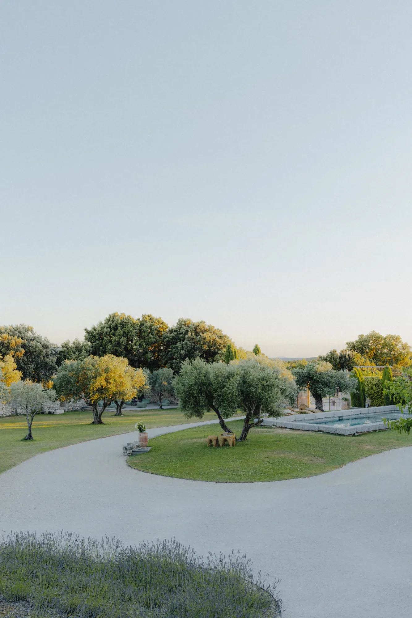 The olive grove